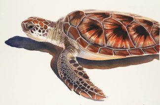 Sea Turtle