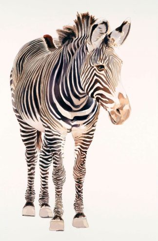 Baby Zebra